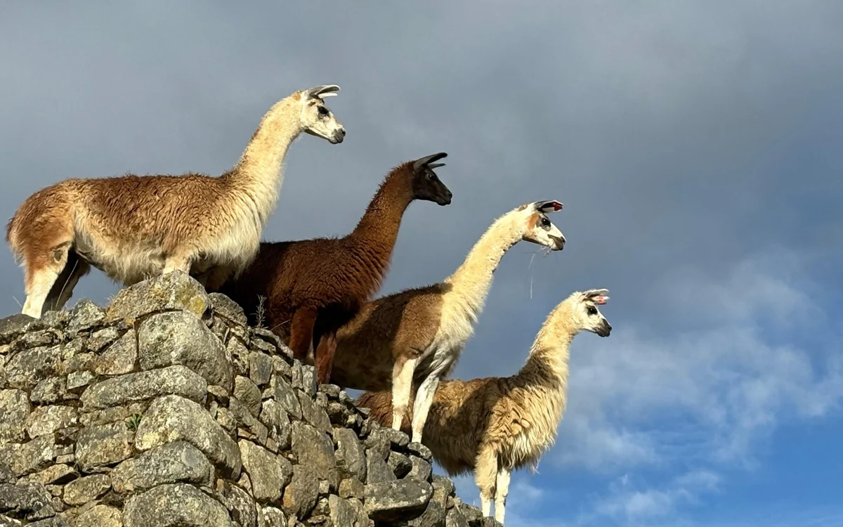 Four llamas standing in a row on top of a stone wall